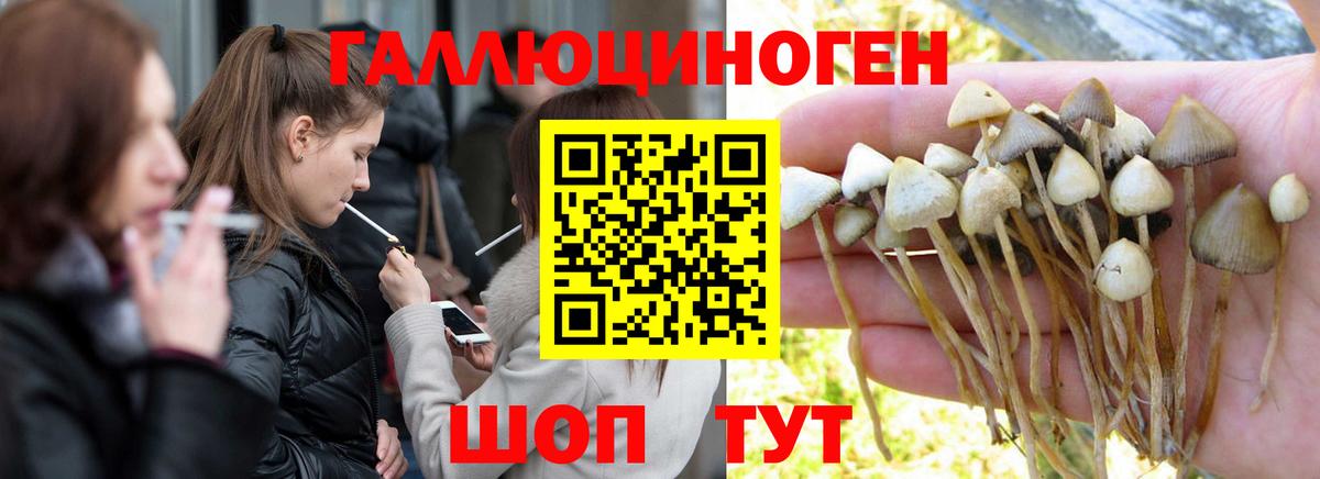 Псилоцибиновые грибы GOLDEN TEACHER  продажа наркотиков  Красноярск  Вход с VPN 